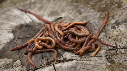 Earthworms (Dendrobena Veneta) for Fishing or Compost