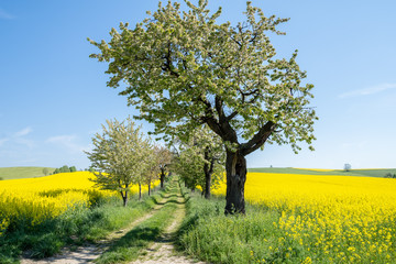 Dirt road between trees on a farm leading away from viewer.