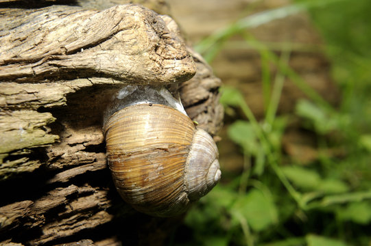 snail sleeping on a log old wooden