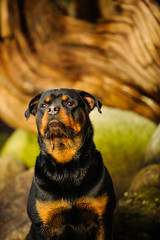 Fototapeta premium Rottweiler sitting at hugged beach with rocks and driftwood