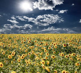 Field with sunflowers and the blue sky