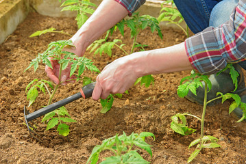 Woman  planting young seedlings