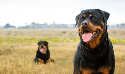 One Rottweiler in the foreground and another Rottweiler lying in the background of a barren field - obrazy, fototapety, plakaty