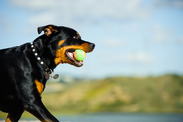 Rottweiler running with a ball on lake shore