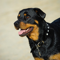 Rottweiler portrait at beach 
