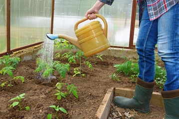 Young seedling of tomatoes grows in the greenhouse
