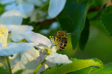 spring white flower and bee. Bee on a flower