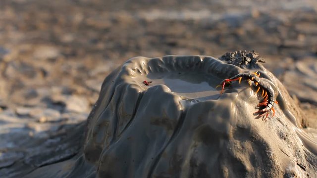 Small Centipede On Mud Volcano