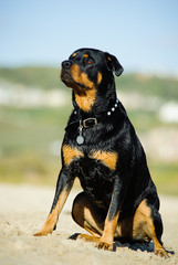 Rottweiler sitting at the sandy beach