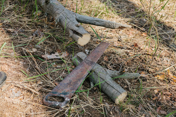 Journey into the wild concept.