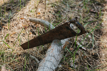 Journey into the wild concept.
