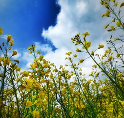 Rapeseed Field