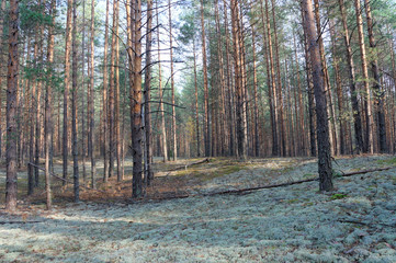 Obraz premium Autumn forest, pine, moss and sunshine