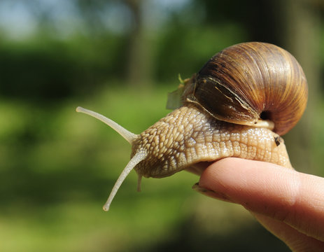 Snail sitting on a finger