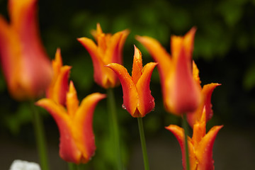 nice tulips