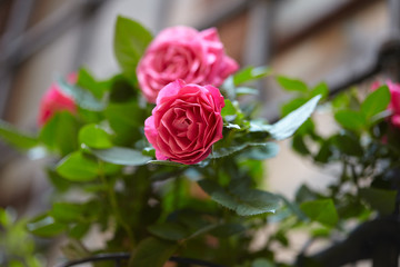 roses in the pot