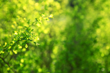 Green branches of tree on blurred background