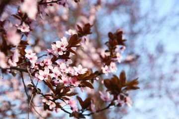Blooming pink branches on blue sky background