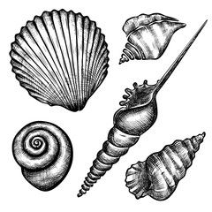 set of various seashelsl