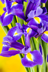 Fleur d& 39 iris violet sur fond jaune.