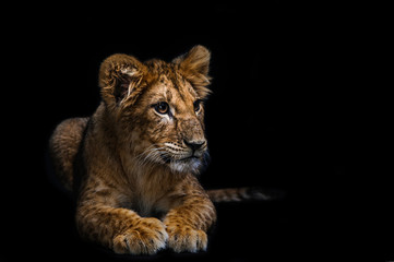 Naklejka na ściany i meble Portrait of Lion Cub