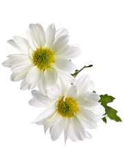 two white daisies against white.