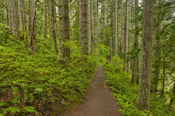 Fototapeta premium Forest trail