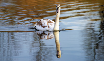 Swan on river with bounce in water
