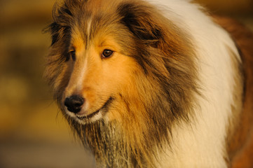  Close up of Sheltie with earth toned bluffs