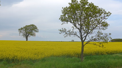 Two trees in a rapeseed field 