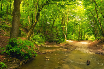 Fototapeta na wymiar Flowing stream in forest with path.