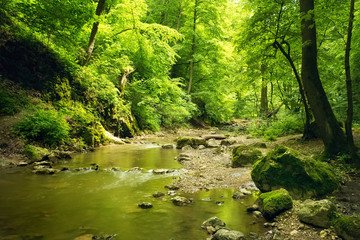 Flowing stream in beautiful forest