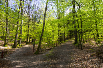 beautiful spring forest in Denmark