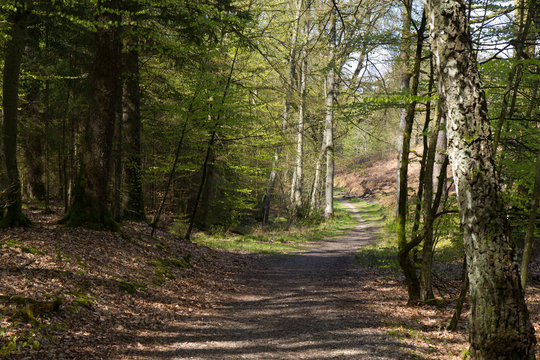 Beautiful Spring Forest In Denmark