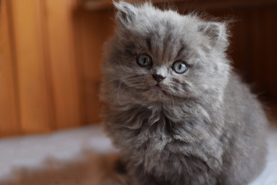 gatto