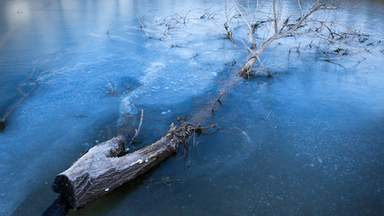 Fototapeta na wymiar Tree Branch caught in a frozen wather