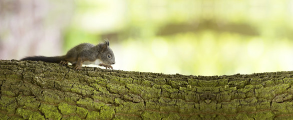 Website banner of a squirrel baby as climbing on a tree