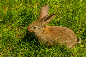 Rabbit in grass.