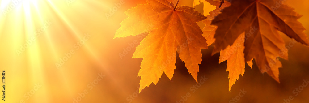 Wall mural orange autumn leaves with lightrays