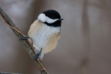 Black Capped Chickadee on Natural Perch