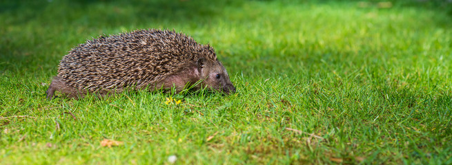 Igel Braunbrustigel (Erinaceus europaeus) auf einer Wiese im Frühling
