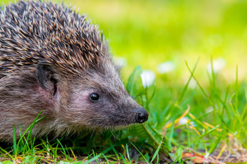 Fototapeta premium Igel Braunbrustigel (Erinaceus europaeus) auf einer Wiese im Frühling