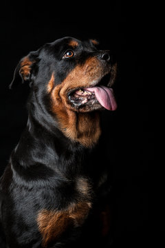 Portrait of a Rottweiler dog - Black Portrait