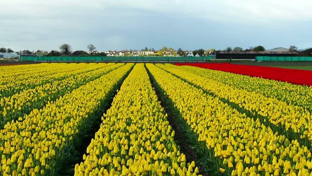 Sea of Wonderful Yellow Tulips / Agriculture, farm fields of red and yellow tulip flowers .  HD1080p