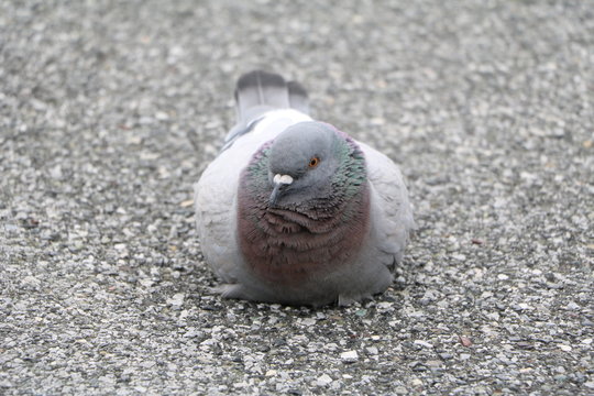 Pigeon has break on the asphalt