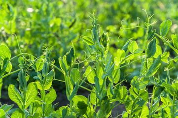 Peas growing on the field