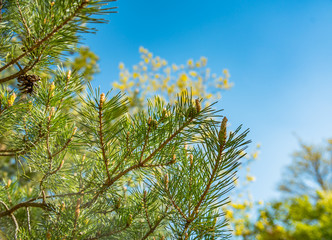 Green branches of pine with young cones 