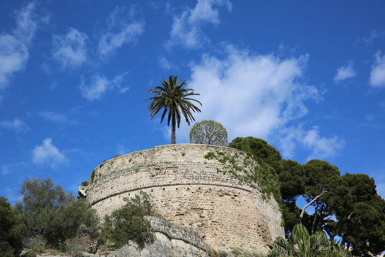 Palm Tree at the Top of the Rock of Monaco
