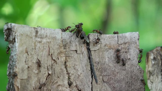 viele Waldameisen k&auml;mpfen auf einem Baumstamm gegen eine fliegende Ameise