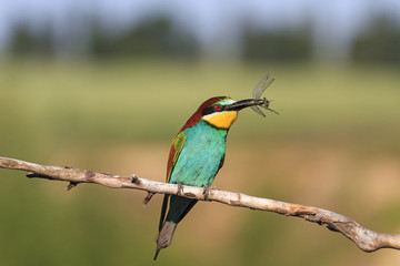 European bee-eater with dragonflies in its beak